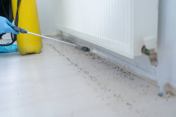Best Ant Control Services  in North Prairie, WI